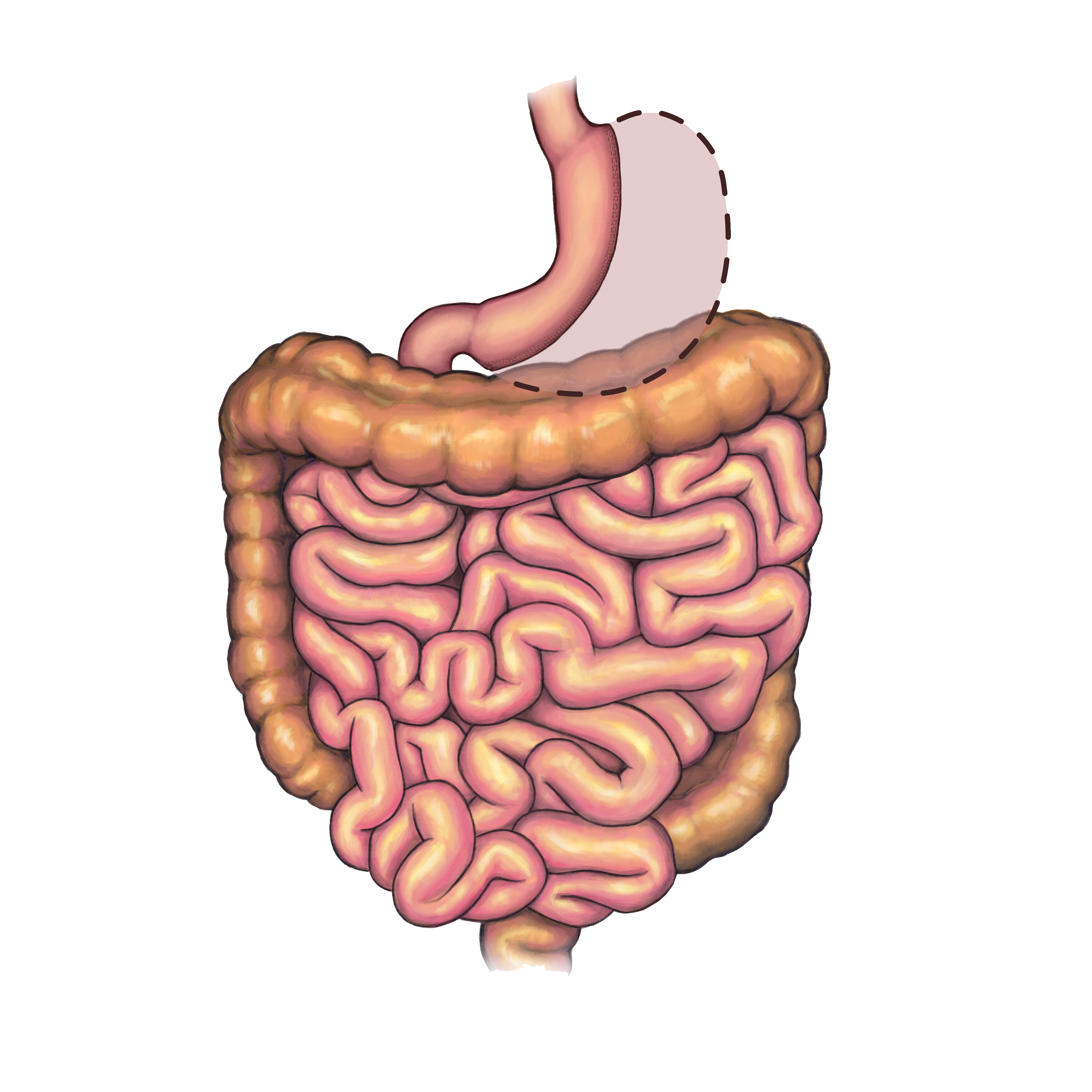 Пищеварительная система тонкая кишка. Пищеварительная система кишечник анатомия. Пищеварительная система (желудок, тонкая, толстая кишка). Анатомия ЖКТ тонкая кишка. Тонкая кишка ребенка