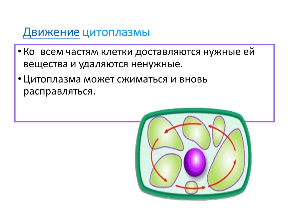 Этапы движения клетки. Строение цитоплазмы биология. Цитоплазма клетки 5 класс биология. Функция цитоплазмы в растительной клетки 6 класс. Клетка: процессы жизнедеятельности клетки.