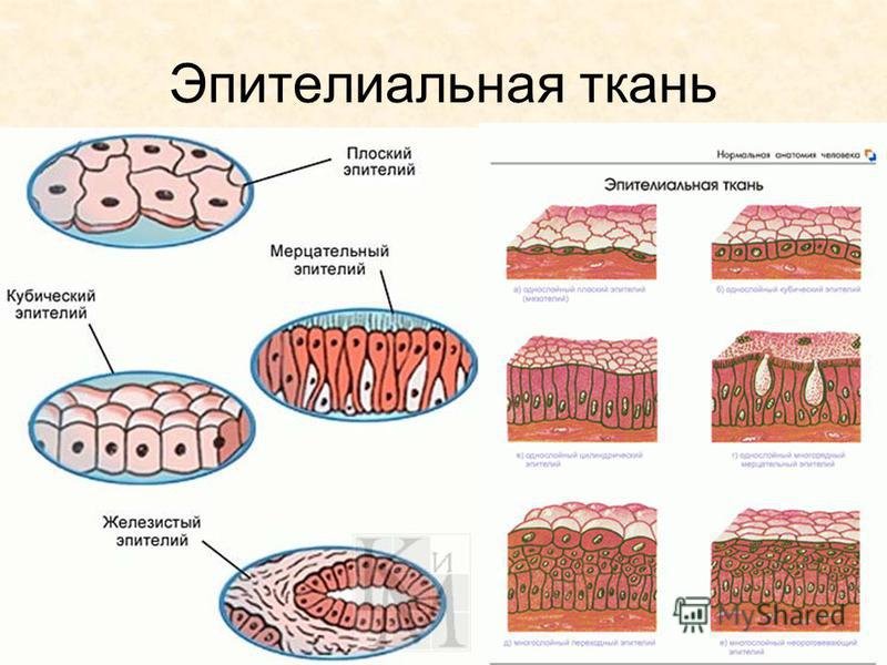 Клетки эпителиальной ткани виды. Строение эпителиальной ткани анатомия. Схема строения эпителиальной ткани. Схема строения эпителиальной ткани человека. Строение эпителиальной клетки схема.