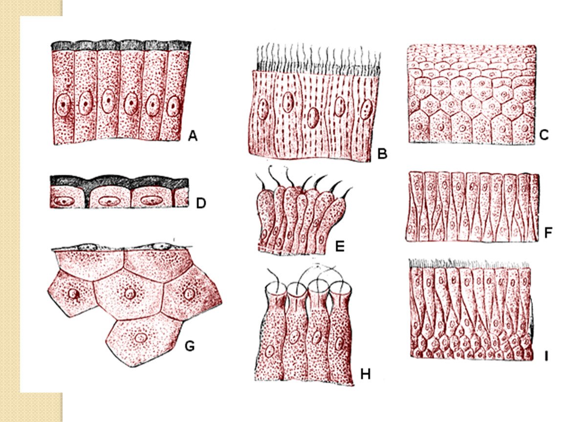 Клетки эпителиальной ткани виды. Строение эпителиальной ткани анатомия. Эпителиальные ткани (эпителии). Ткани человека эпителиальная ткань. Тип клеток эпителиальной ткани.