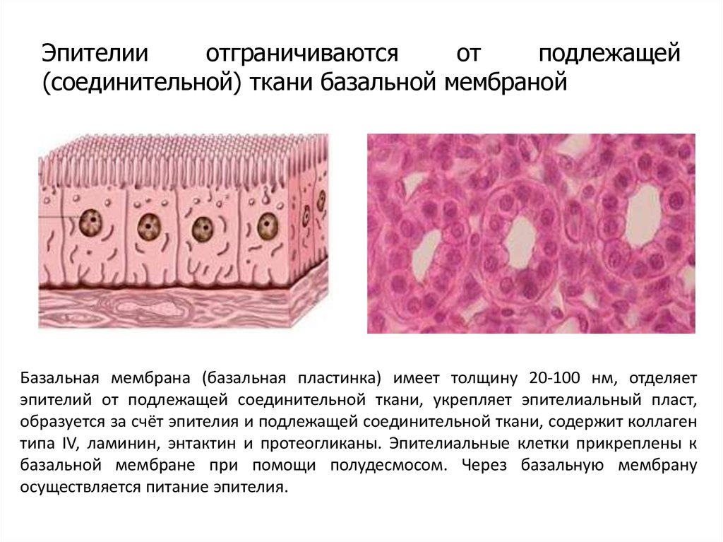 Эпителиальной клеткой является. Эпителиальная ткань базальная мембрана. Базальная мембрана эпителия гистология. Базальной мембране эпителия ткани. Строение эпителиальной ткани базальная мембрана.
