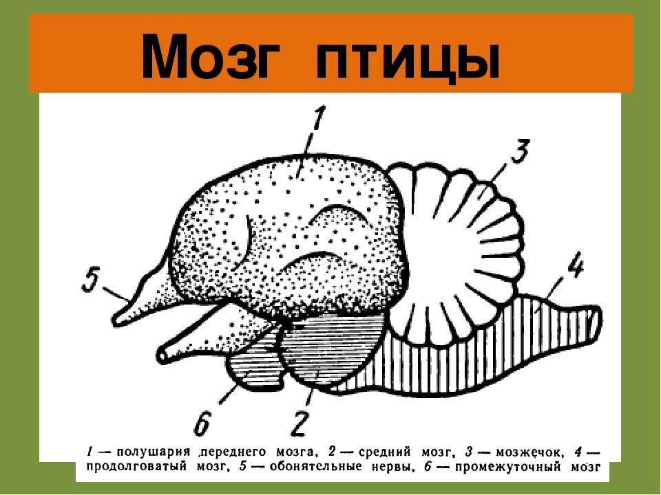 Развитый мозжечок у птиц. Строение головного мозга птицы 7 класс биология. Схема строения головного мозга птицы. Отделы головного мозга у птиц схема. Головной мозг птицы мозжечок.