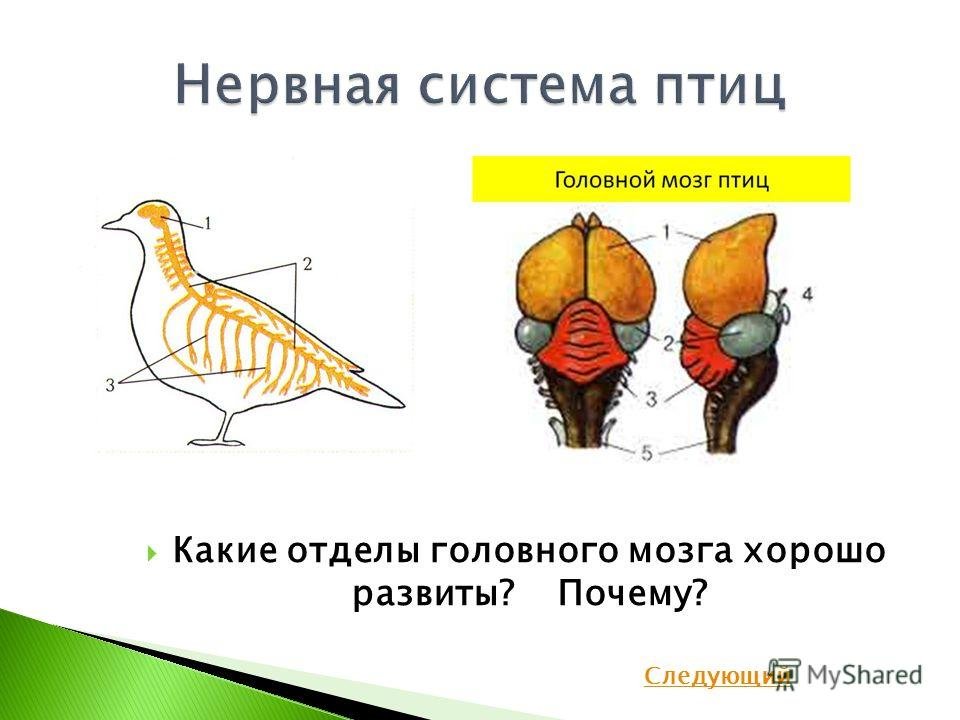 Строение мозга птиц. Мозг птицы. Птичий мозг.