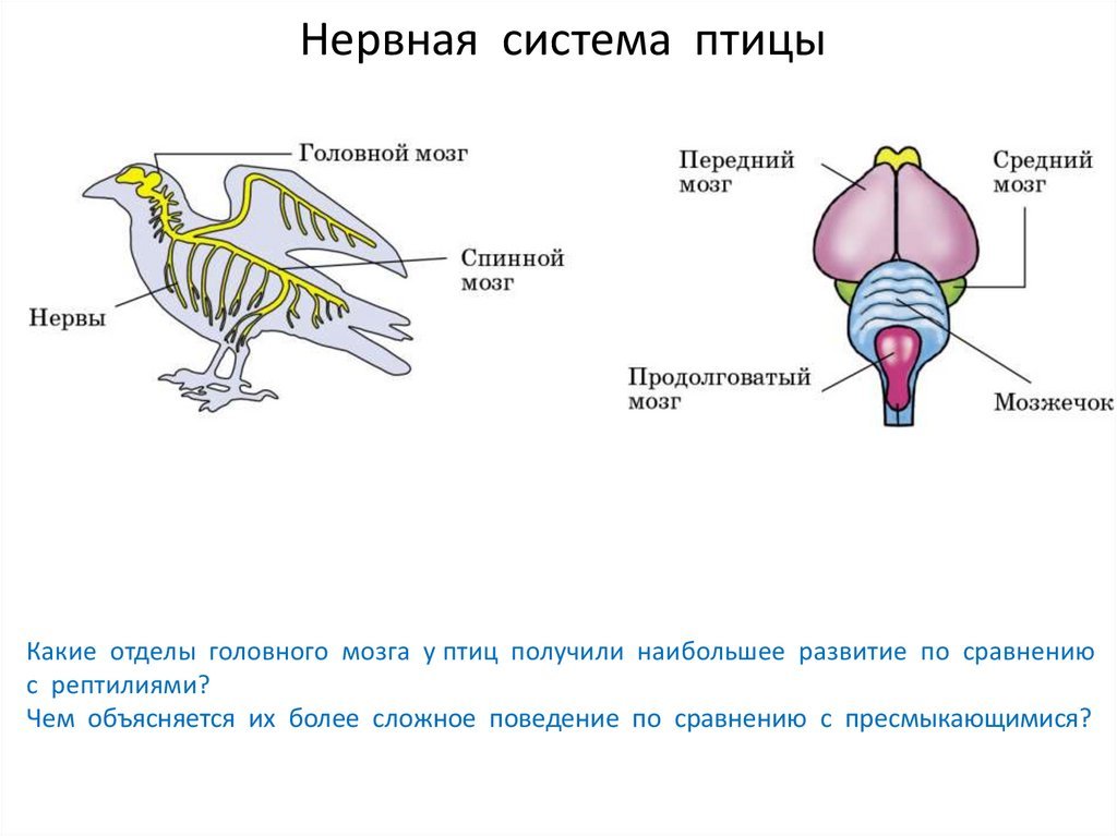 Класс птицы нервная. Нервная система птиц мозг. Нервная система птиц 7 класс. Нервная система птицы головной мозг. Нервная система птиц 7 класс биология.