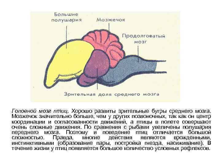 Продолговатый мозг у птиц. Строение головного мозга птиц. Отделы головного мозга у птиц. Строение мозга птиц и его функции. Схема строения головного мозга птицы.