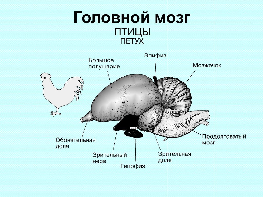 У куриц есть мозг. Строение головного мозга птицы 7 класс биология. Головной мозг птицы эпифиз. Головной мозг курицы строение. Мозжечок у птиц.