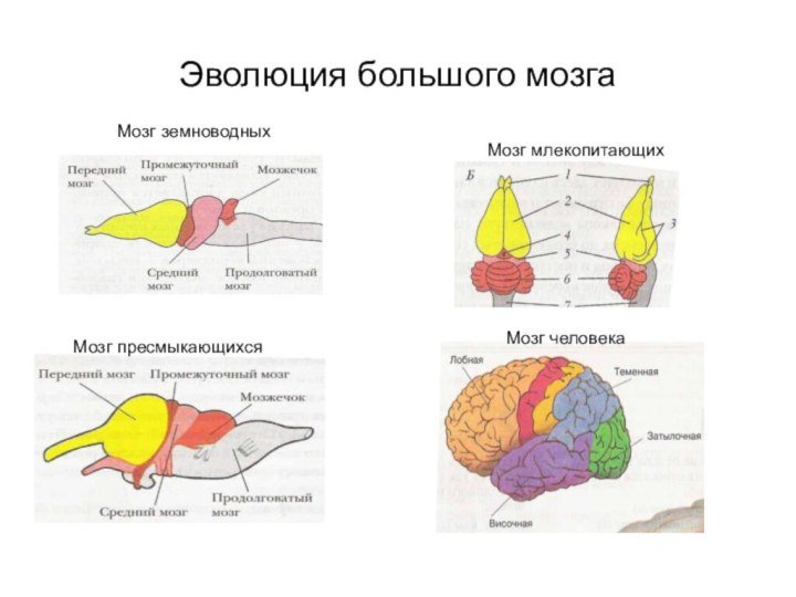 Какие отделы головного мозга птиц развиты лучше