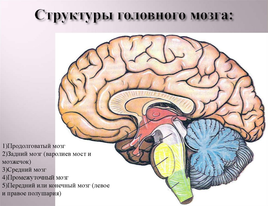 Размер переднего мозга. Продолговатый задний средний промежуточный мозг. Продолговатый задний средний промежуточный конечный мозг. Продолговатый задний средний отделы головного мозга. Продолговатый мозг мост и мозжечок.