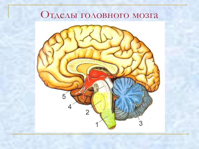 Какие отделы выделяют в головном мозге. Схема строения отделов головного мозга. Структура отделов головного мозга схема. Функции отделов головного мозга рисунок. Отделы головного мозга схема рисунок.