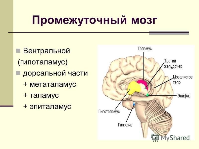 Промежуточный мозг располагается в. Строение мозга таламус гипоталамус. Функции отделов мозга таламус. Строение промежуточного мозга отделы мозга. Промежуточный мозг таламус строение.