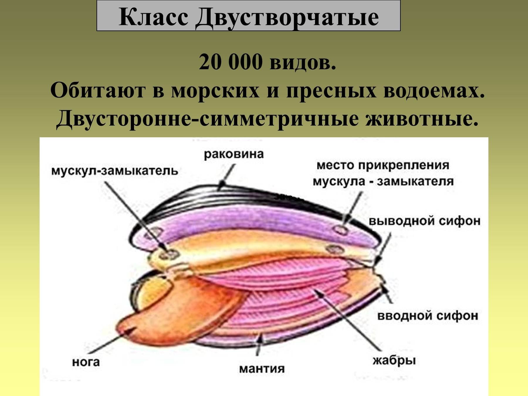Какую функцию выполняет моллюск. Части тела моллюска двусторчатые. Внешнее и внутреннее строение двустворчатых моллюсков. Строение строение двустворчатого моллюска. Строение мидии 7 класс биология.