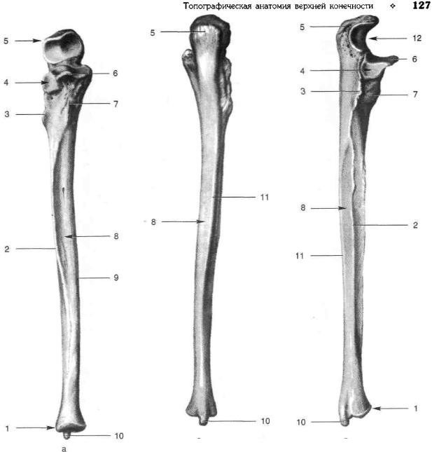 Ковид кости. Локтевая кость анатомия. Локтевая кость анатомия Синельников. Локтевая кость кость анатомия человека. Лучевая кость анатомия Синельников.