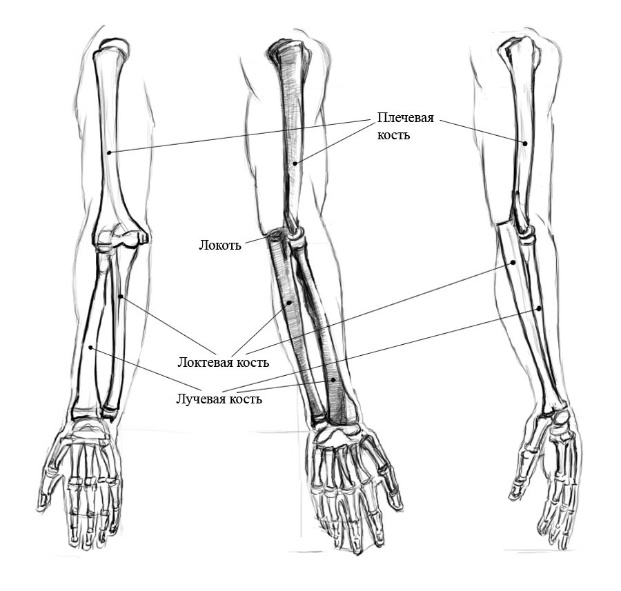Предплечье на скелете. Рука анатомия кости лучевая кость. Предплечье анатомия лучевая кость. Локтевая и лучевая кость анатомия правая рука. Лучевая локтевая кость на человеке.