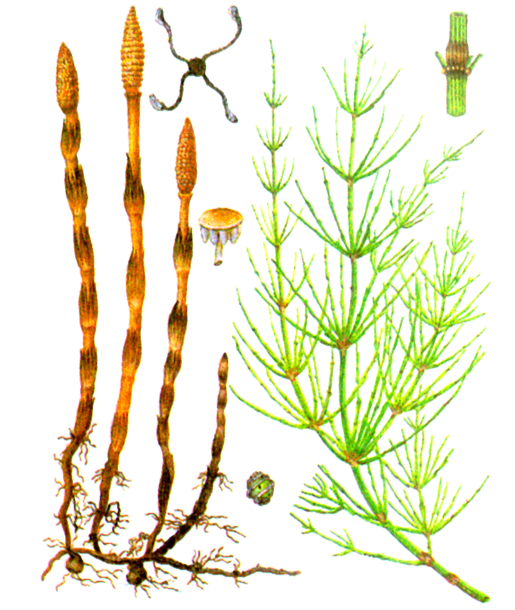 Хвощи корень водоросли