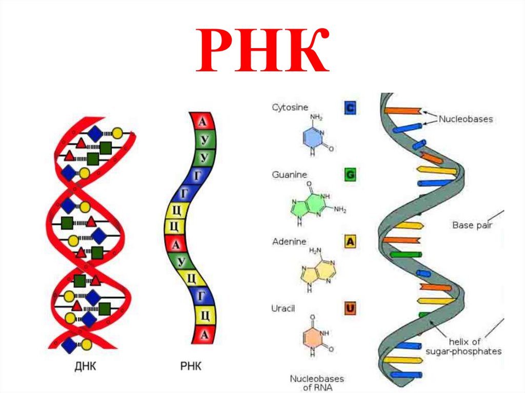 Молекула информационной рнк. Структура молекулы РНК схема. Структура РНК рисунок. Схема строения РНК. Строение молекулы РНК.