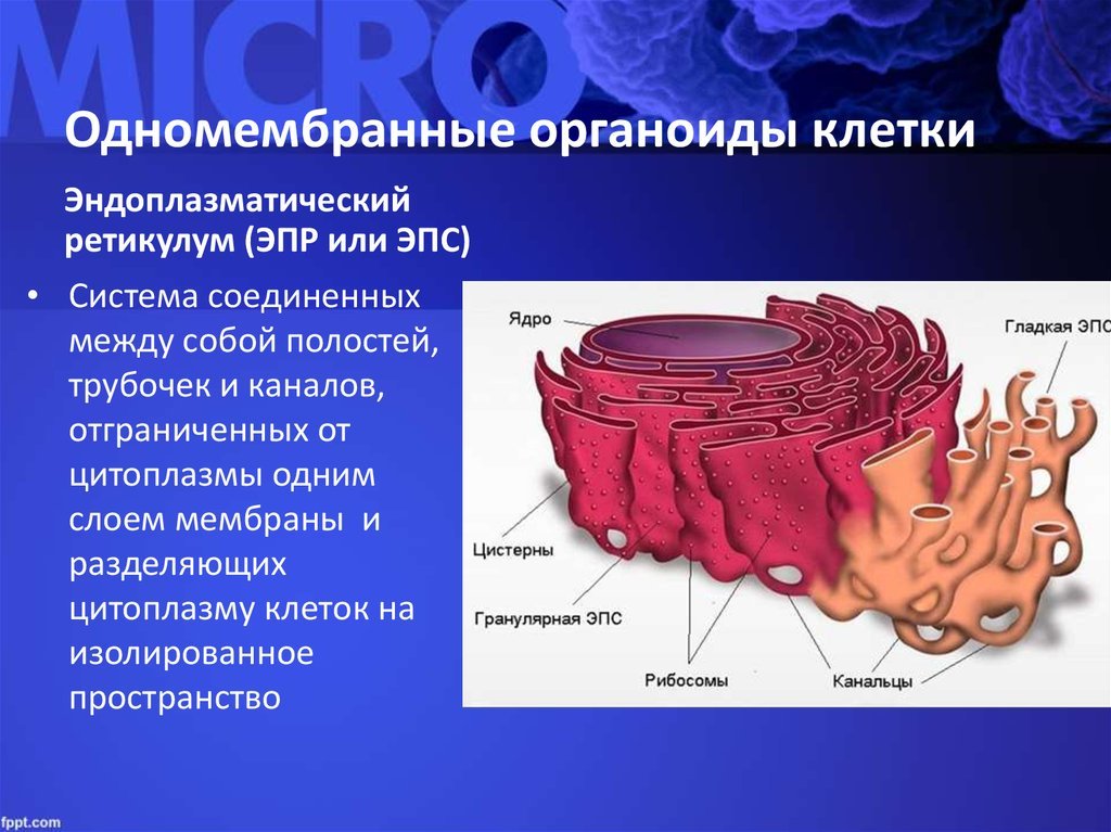 Строение клеток мембранные органоиды. Гладкая эндоплазматическая сеть органоид. ЭПС строение органоида. ЭПС одномембранный органоид.
