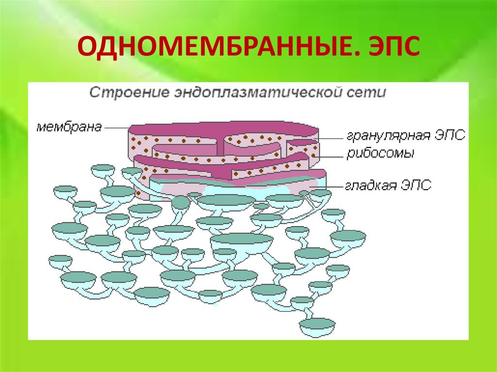 Пузырьков эпс. Эндоплазматическая сеть строение рисунок. Строение клеточного ЭПС. Строение мембраны ЭПС. Строение ЭПС растительной клетки.