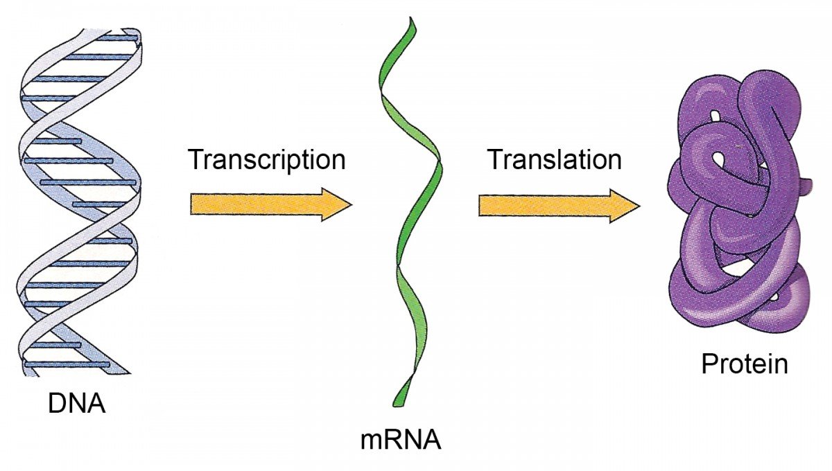 Днк в соединении с белком. ДНК схема. Схема строения ДНК И РНК. Белки ДНК. Молекула ДНК схема.