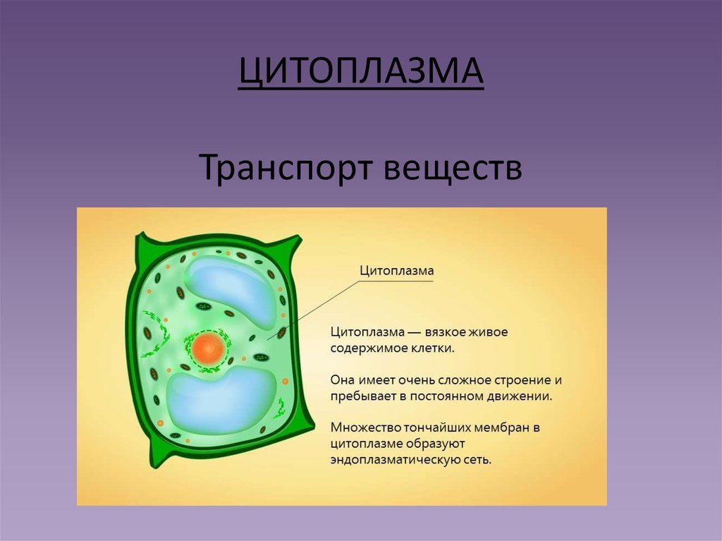 В какой клетке находится цитоплазма. Строение цитоплазмы биология. Цитоплазма клетки биология 1- класс. Цитоплазма клетки биология 10 класс. Цитоплазма органоиды рисунок.
