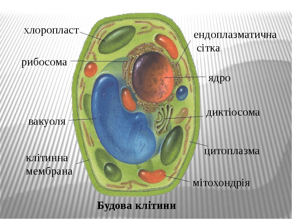 В какой клетке находится цитоплазма. Строение цитоплазмы клетки. Цитоплазма растительной клетки. Цитоплазма животной клетки. Цитоплазма рисунок.