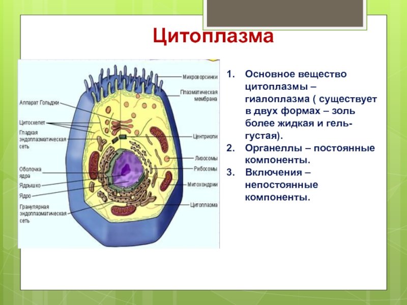 Постоянные структурные компоненты цитоплазмы носят название. Строение цитоплазмы клетки рисунок. Структура цитоплазмы рисунок. Строение цитоплазмы 9 класс биология. Строение цитоплазмы эукариотической клетки.