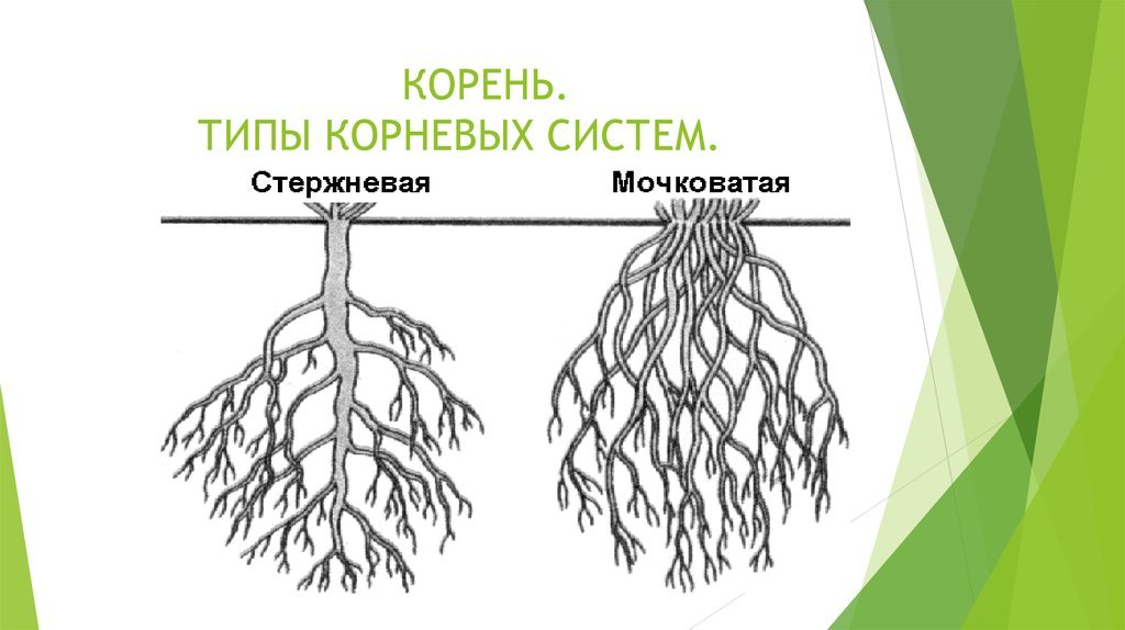 Бывает корневым. Типы корневых систем у растений схема. Корневая система рисунок.