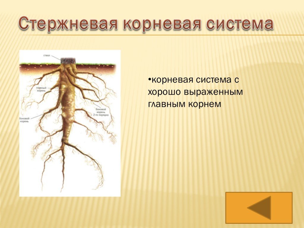 Главный корень состоит из. Класс двудольные стержневая корневая система. Корневая система рисунок. Стержневая корневая система. Стержневой корень.