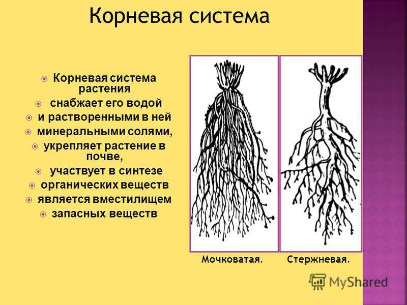 Что значит корневая система. Типы корневых систем стержневая и мочковатая. Стержневая и мочковатая корневая система. Стержневая корневая система и мочковатая корневая. Схема мочковатой корневой системы.
