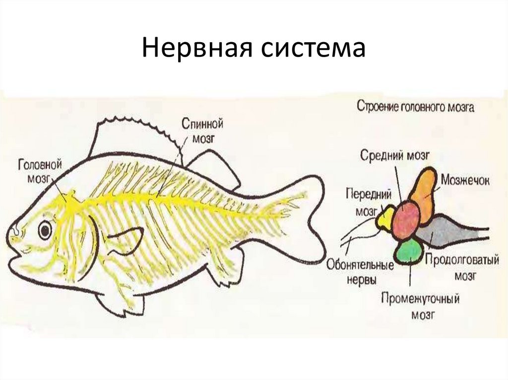 Нервная система костных рыб схема. Строение нервной системы рыб. Костные рыбы строение нервной системы. Кос ных рыб в нервной системе. Появление головного мозга у рыб