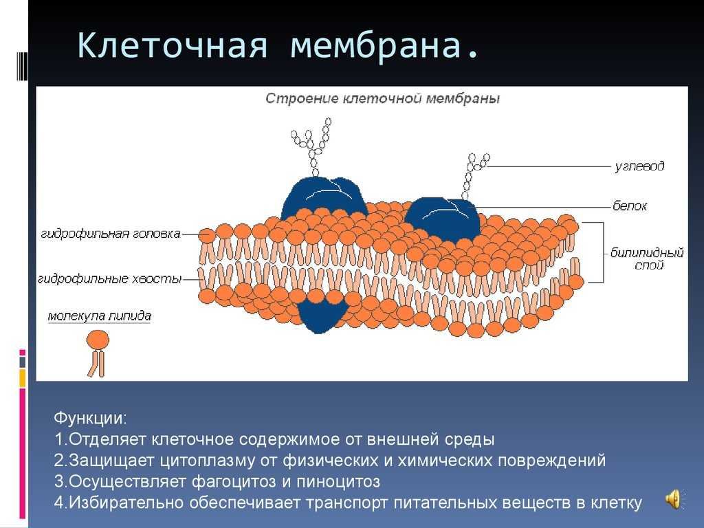 Мембрана клеток включает. Структура клетки плазматическая мембрана. Оболочка и мембрана клетки. Плазматическая мембран кожа клетки. Мембрана ячейки состоит из.