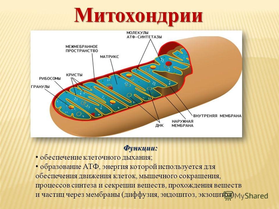 3 функции митохондрий. Схематичное строение митохондрии. Митохондрии строение и функции. Строение митохондрии рисунок. Органоиды клетки митохондрии.