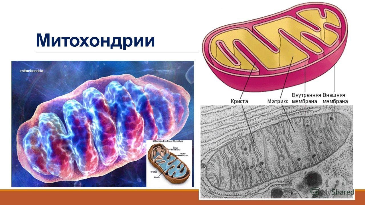 Митохондрия аэробный. Внешняя и внутренняя мембрана митохондрий. Митохондрии это в биологии. Рисунок митохондрии клетки. Строение митохондрии микроскоп.