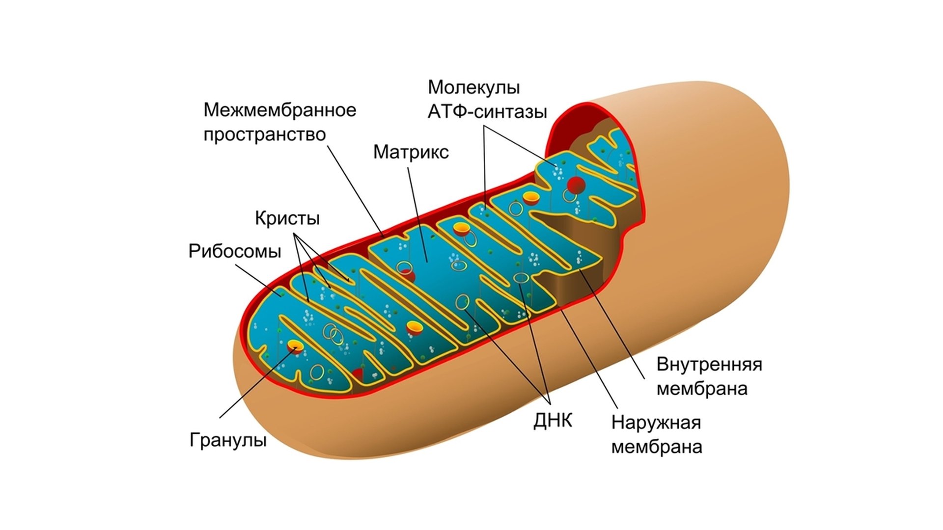 Органоиды митохондрии строение
