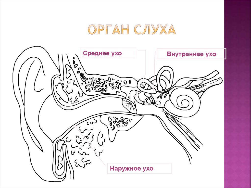 Строение слухового органа человека. Слуховой анализатор анатомия рисунок. Строение слухового анализатора анатомия. Слуховой анализатор строение внутреннего уха. Строение слухового анализатора рисунок.