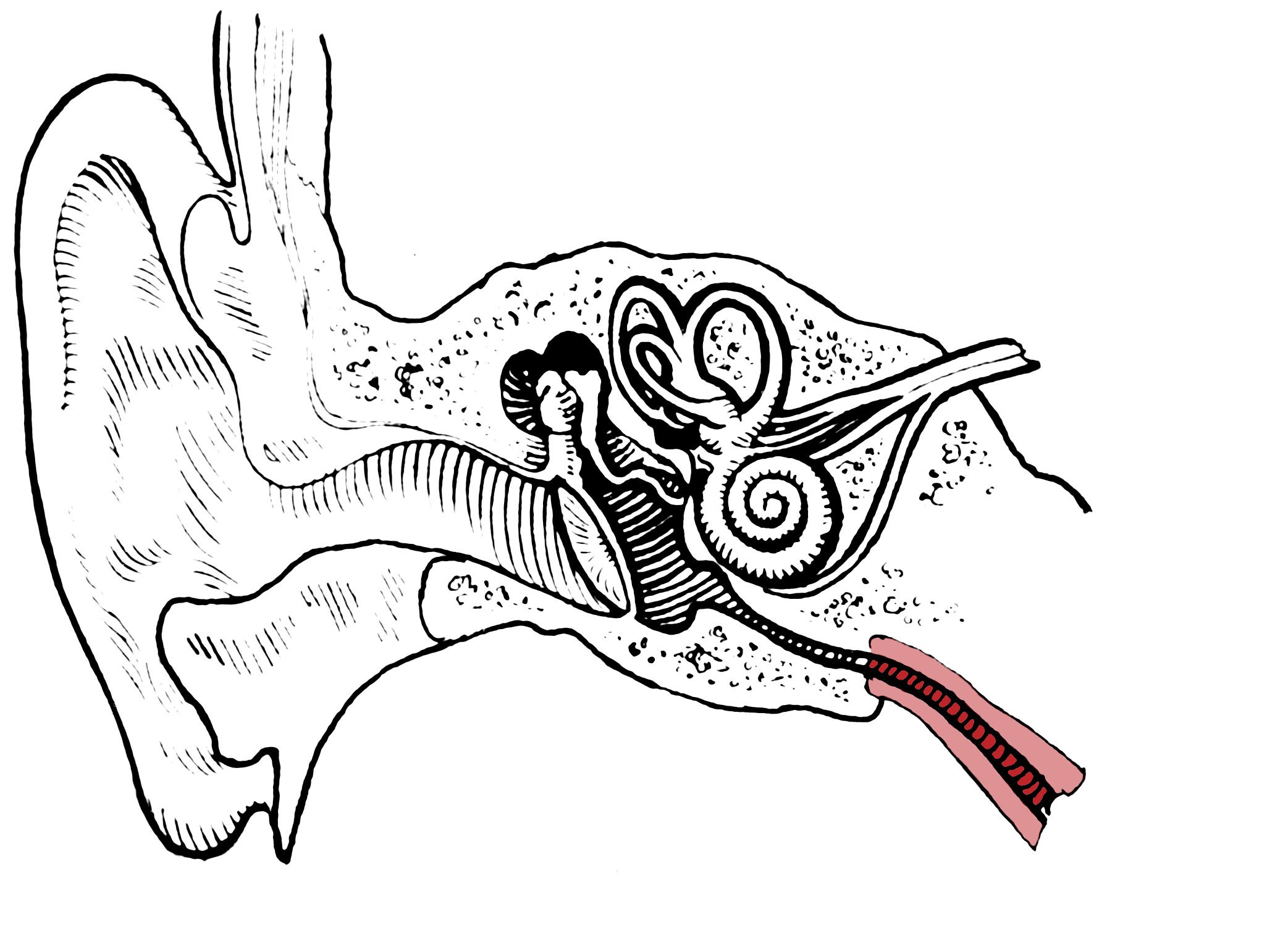 Схема органа слуха. Ухо слуховой анализатор. Слуховой анализатор анатомия. Строение уха биология. Строение слухового анализатора без подписей.