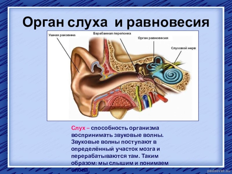 Орган слуха состоит из отделов. Слуховой анализатор анатомия 8 класс. Строение органа слуха человека анатомия. Строение органа слуха и равновесия. Перечислите анатомические части органа слуха и равновесия..