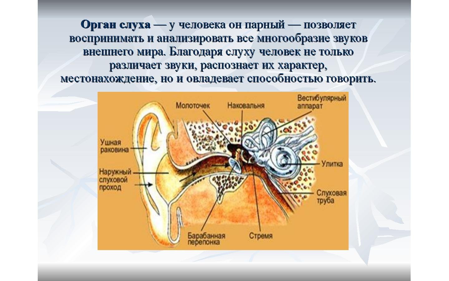 Урок орган слуха. Орган слуха человека. Строение органа слуха. Уши орган слуха. Строение органа слуха человека.