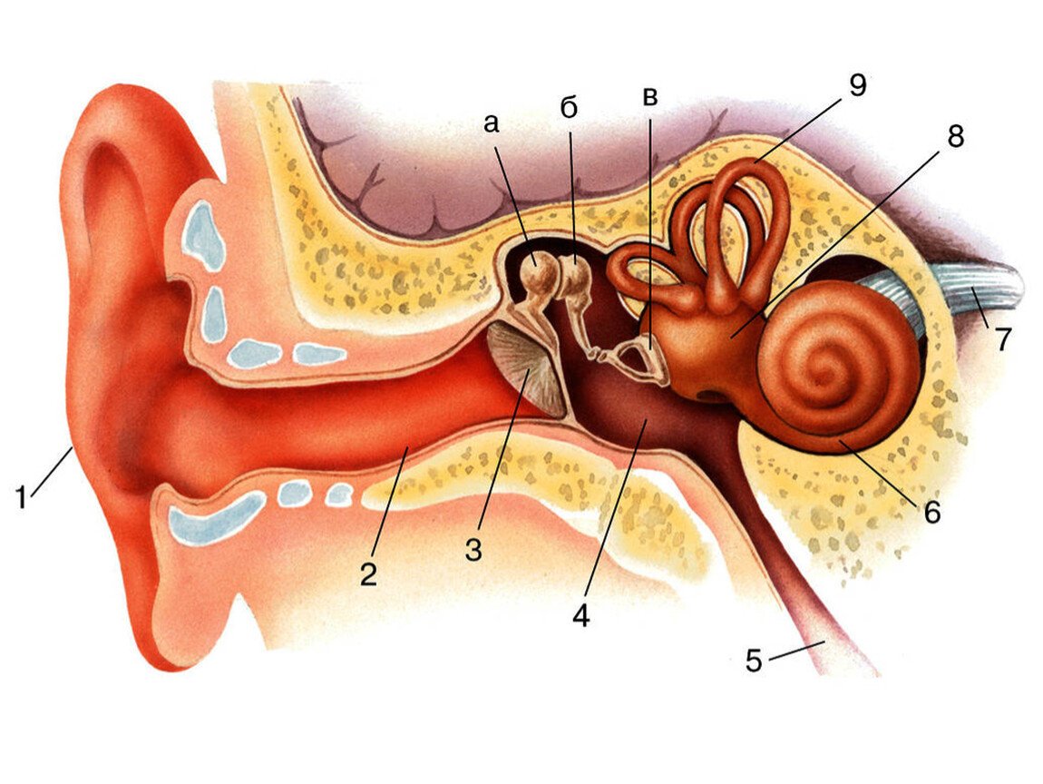 Внутреннее ухо 8. Строение слухового анализатора человека. Слуховой анализатор 8 класс биология. Слуховой анализатор строение уха. Строение уха рис 139.