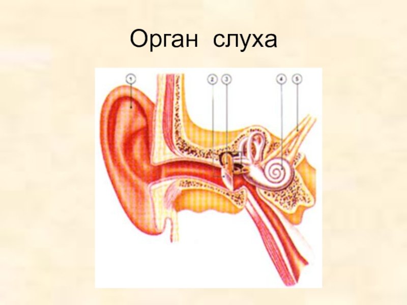 Рассказы про уши. Органы чувств анатомия уха. Строение органа слуха. Уши орган слуха. Орган слуха для дошкольников.
