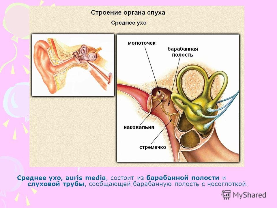 Орган слуха и равновесия презентация. Евстахиева труба анатомия человека. Строение уха человека евстахиева труба. Ухо строение евстахиева труба. Слуховой анализатор евстахиева труба.
