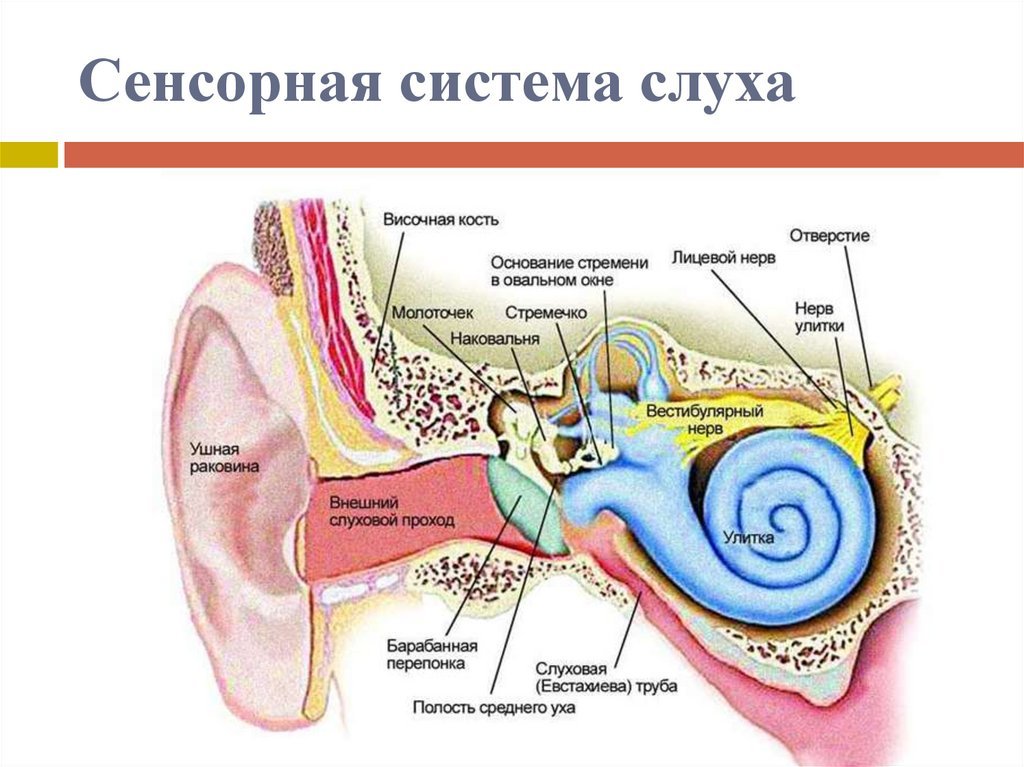 Чувствительный орган слуха. Строение периферического отдела слухового анализатора. Барабанная перепонка строение уха. Слуховой анализатор анализатор. Евстахиева труба анализатор.