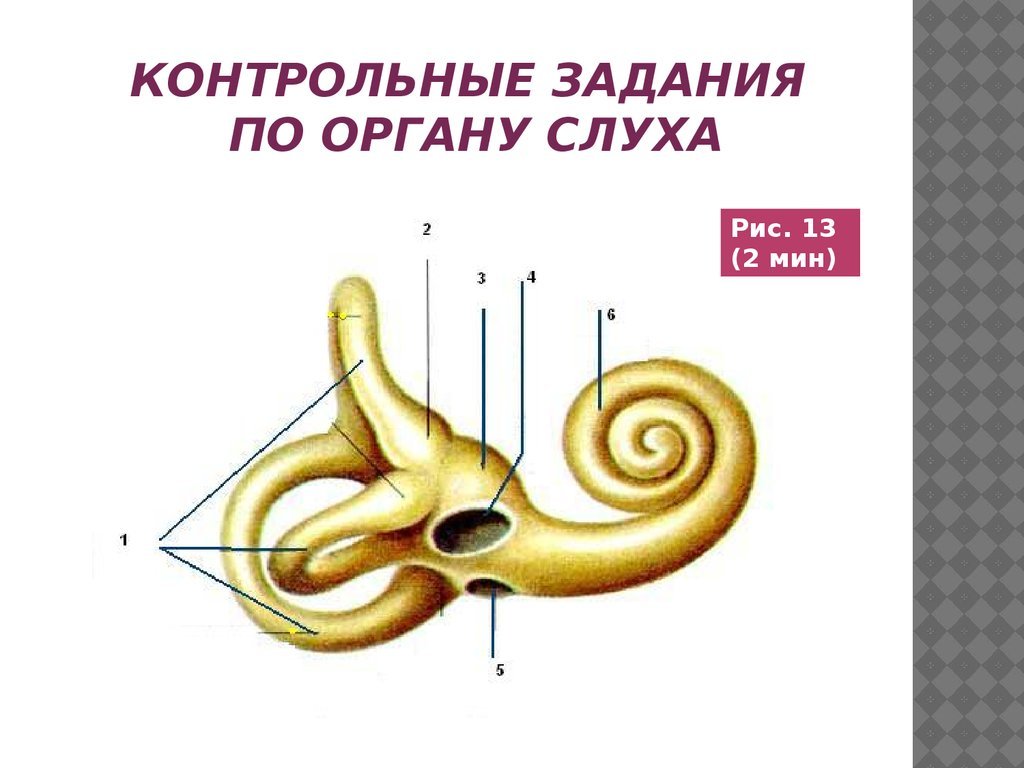 Орган слуха у рыб ухо. Слуховой анализатор карточка. Исследование органа слуха. Орган слуха и равновесия. Органы слуха и равновесия проверочная.