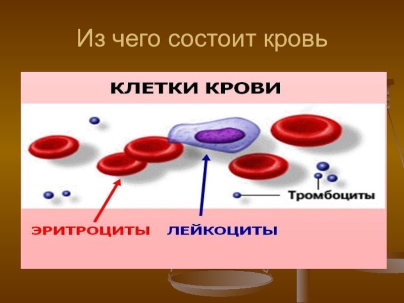 В чем заключается биология человека. Из чего состоит кровь. Строение крови человека. Кровь человека состоит из. Из чего состоит кровь человека.