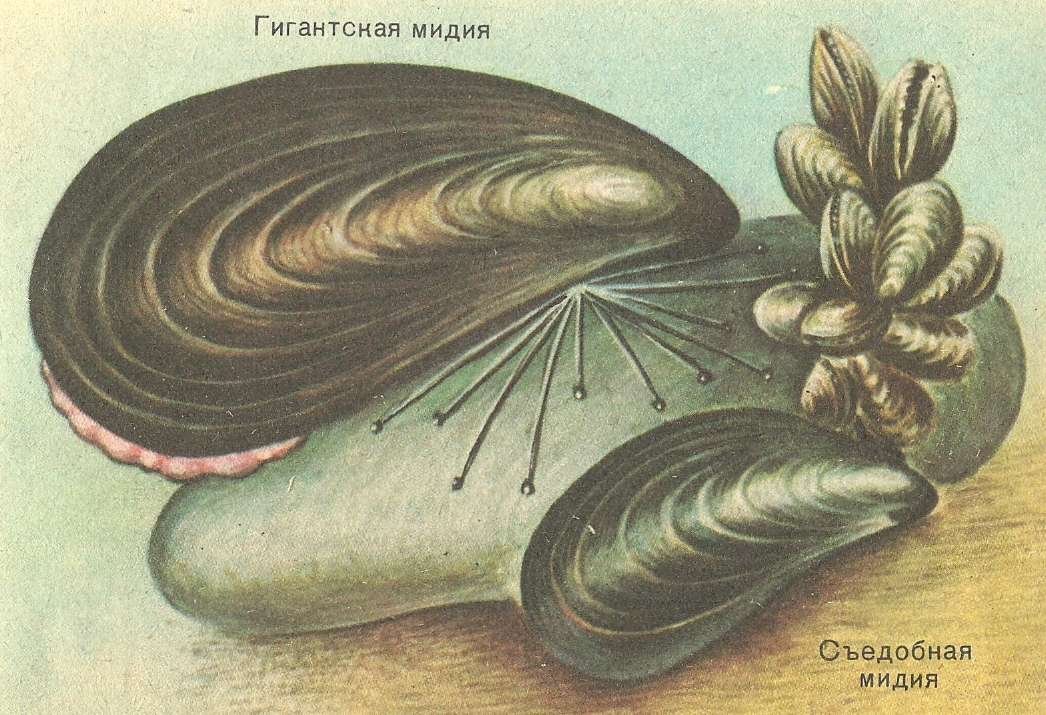Моллюски корень. Двустворчатые моллюски мидии. Раковина пластинчатожаберных моллюсков. Ракушка моллюска двустворчатого. Мидия моллюск съедобная.