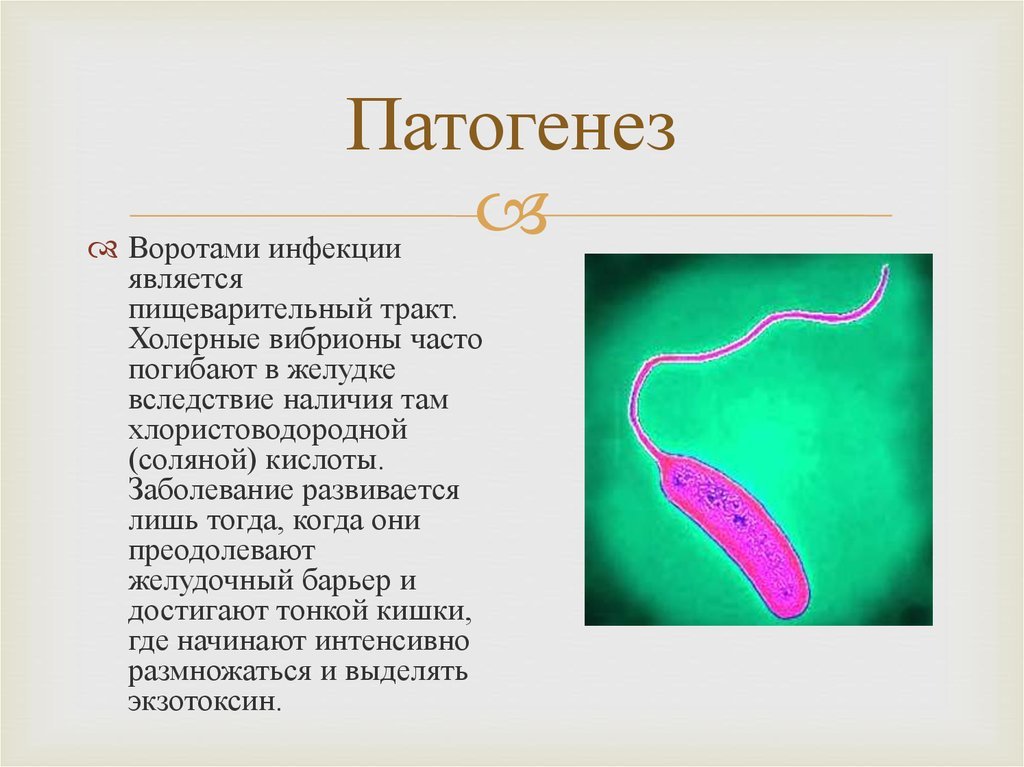 Холера тип. Холерный вибрион среда обитания. Холерный вибрион возбудитель холеры. Холерный вибрион имеет жгутики. Холерный вибрион внутриклеточный паразит.