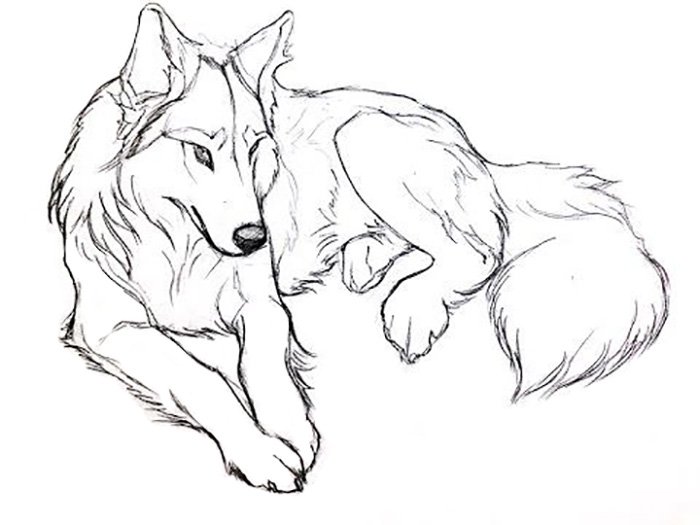 Постой рисунок. Волк для срисовки. Волк карандашом для срисовки. Рисунки Волков карандашом для срисовки. Рисунок волка карандашом для срисовки.