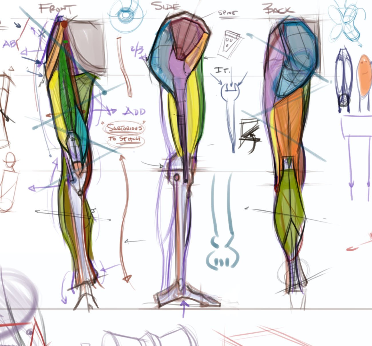 Leg art. Ноги референс анатомия анатомия. Мышцы ног референс. Мышцы ног анатомия референс.