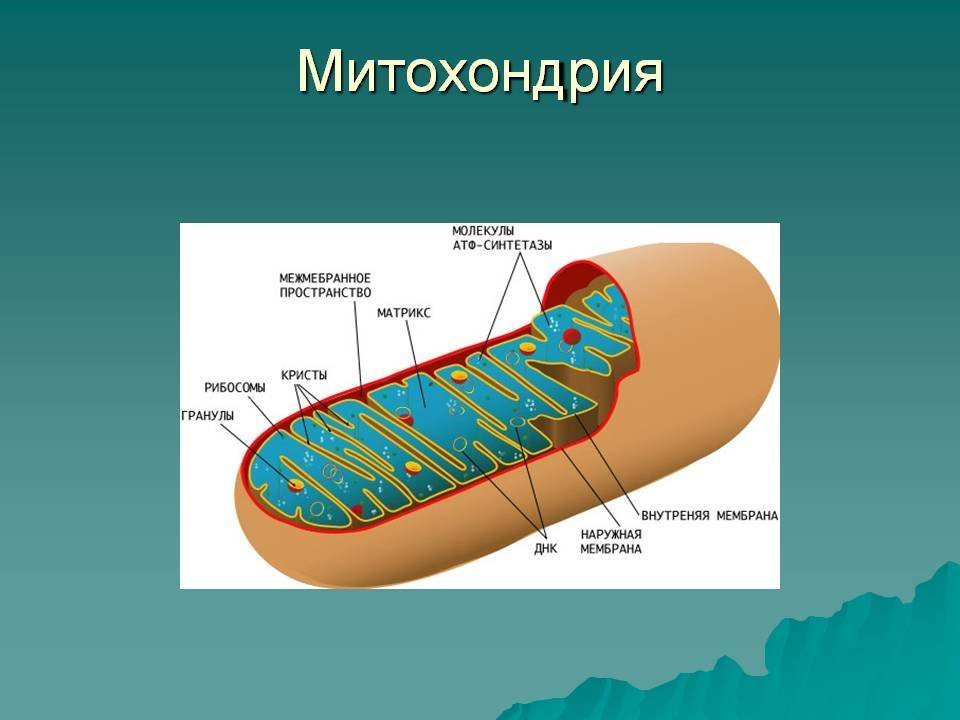 Митохондрии имеют строение. Строение митохондрии клетки. Строма митохондрии. Митохондрии эукариот строение. Митохондрии биология строение.