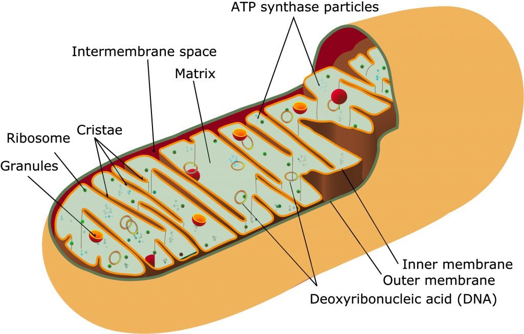 Матрикс биология. Липиды мембраны митохондрий. Схема строения митохондрии. Строение митохондрии под микроскопом. Строма митохондрии.