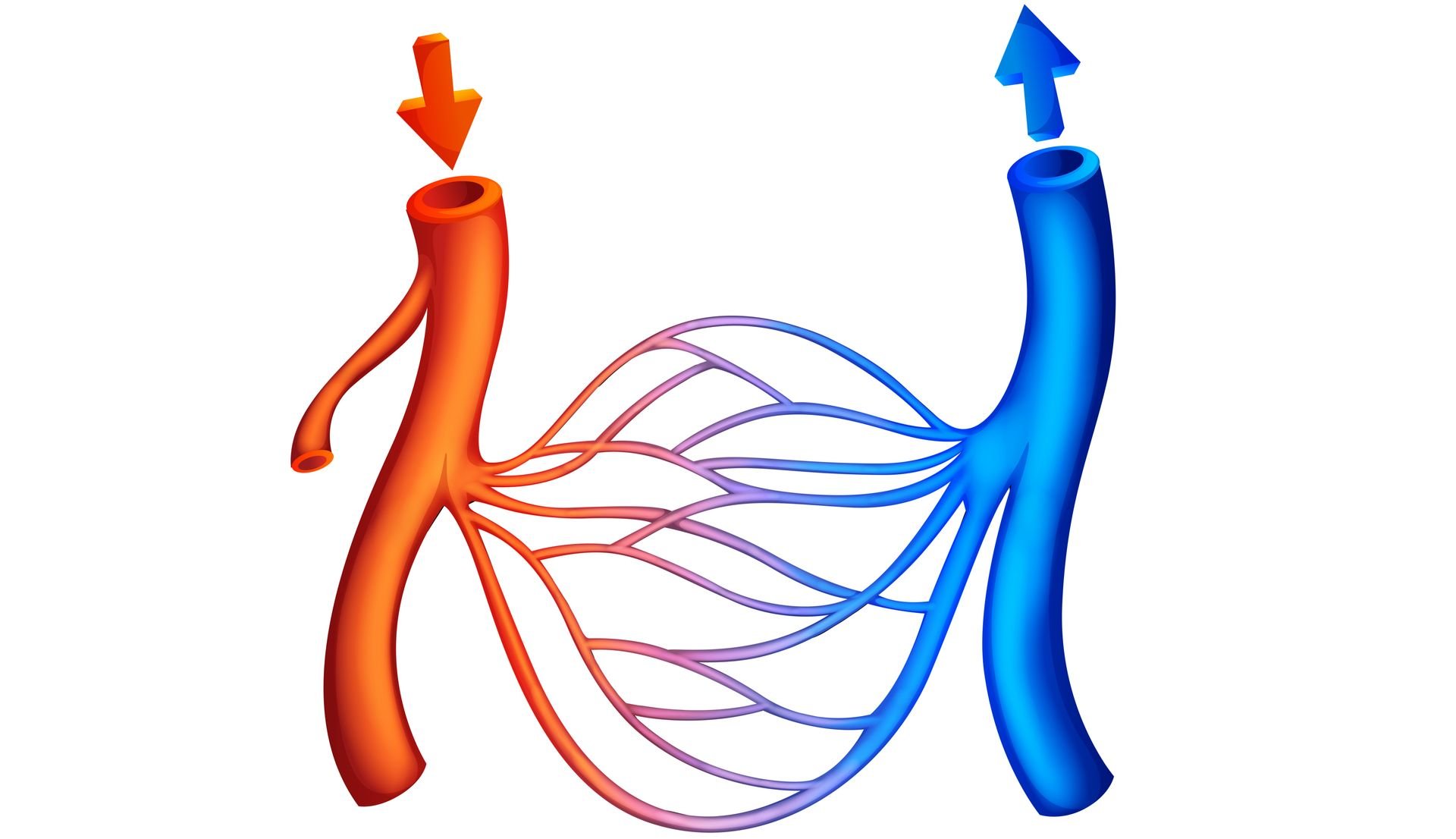 Кровеносная система сердце вены артерии капилляры. Кровеносные сосуды картинки. Кровообращение рисунок.